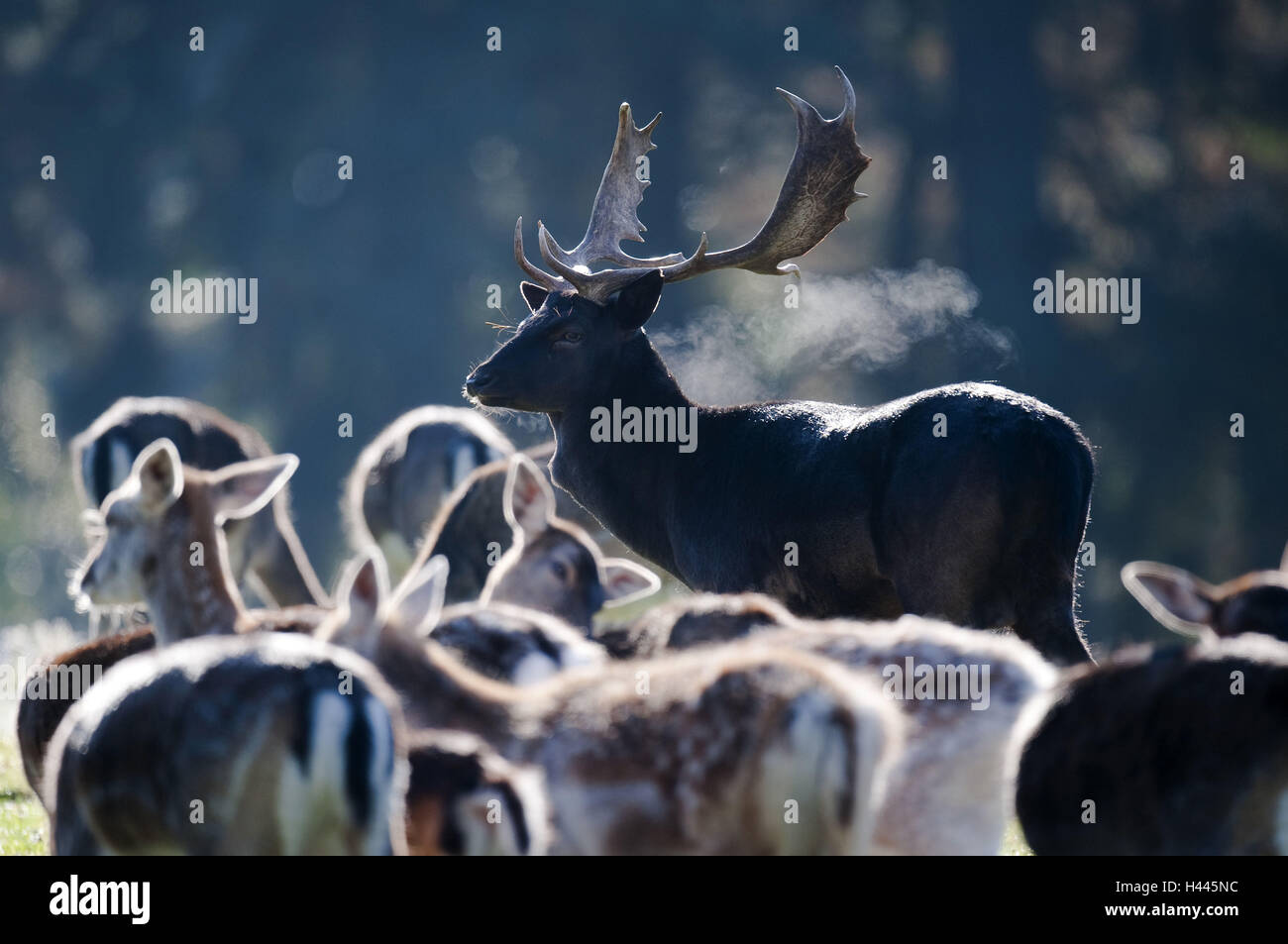 Damwild, Dama dama, deer, hinds, rutting season, Stock Photo