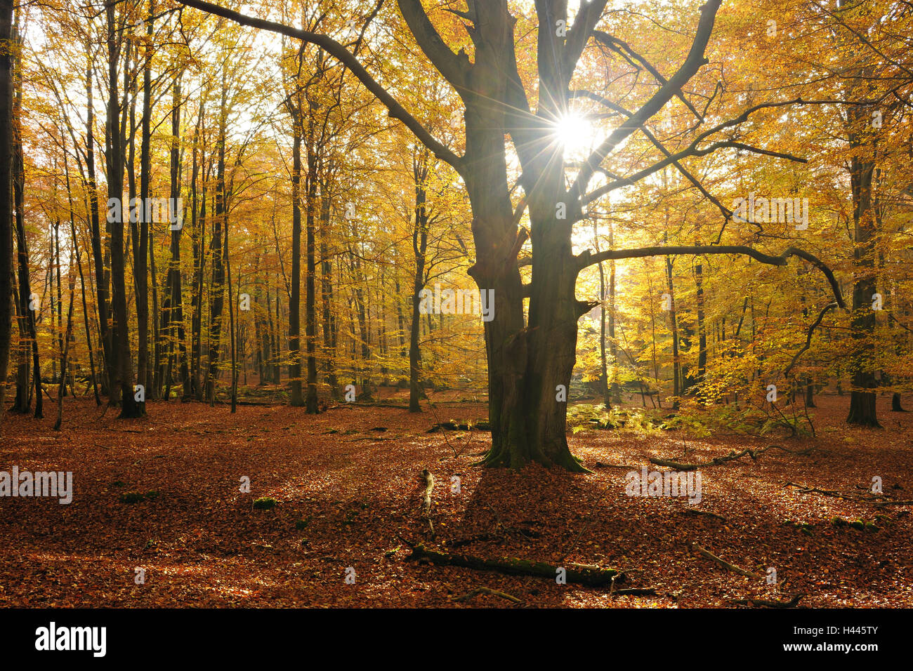 Germany, Hessen, Reinhardswald, Beech forest in autumn, Stock Photo