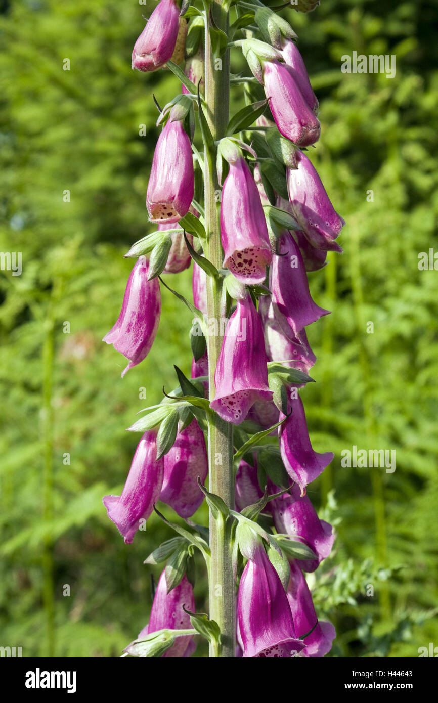 Wood, vegetation, red thimble, digitalis purpurea, Braunwurzgewächs