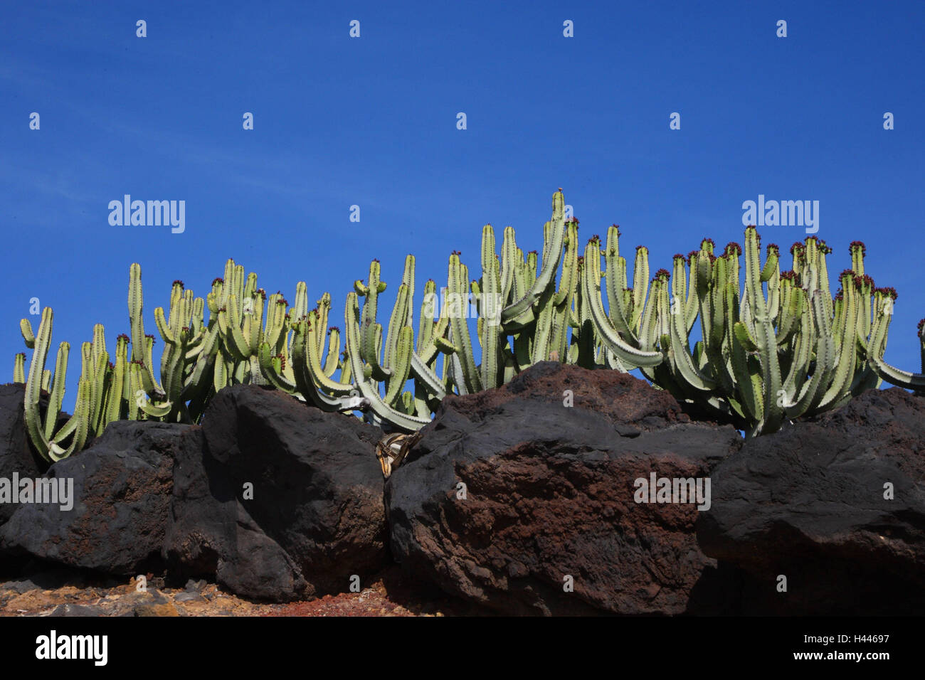 Spain, the Canaries, Lanzarote, lava rock, Canaries spurge, Stock Photo