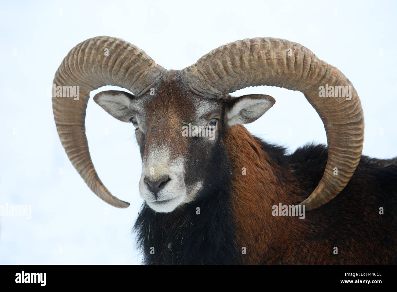 Mufflon, winter, Ovis aries musimon, Stock Photo