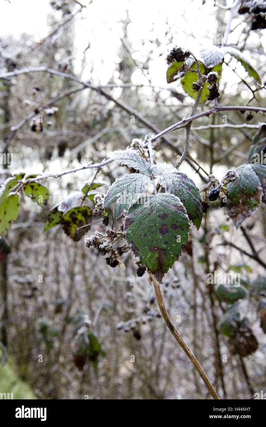 Shrubs, detail, hoarfrost, Stock Photo