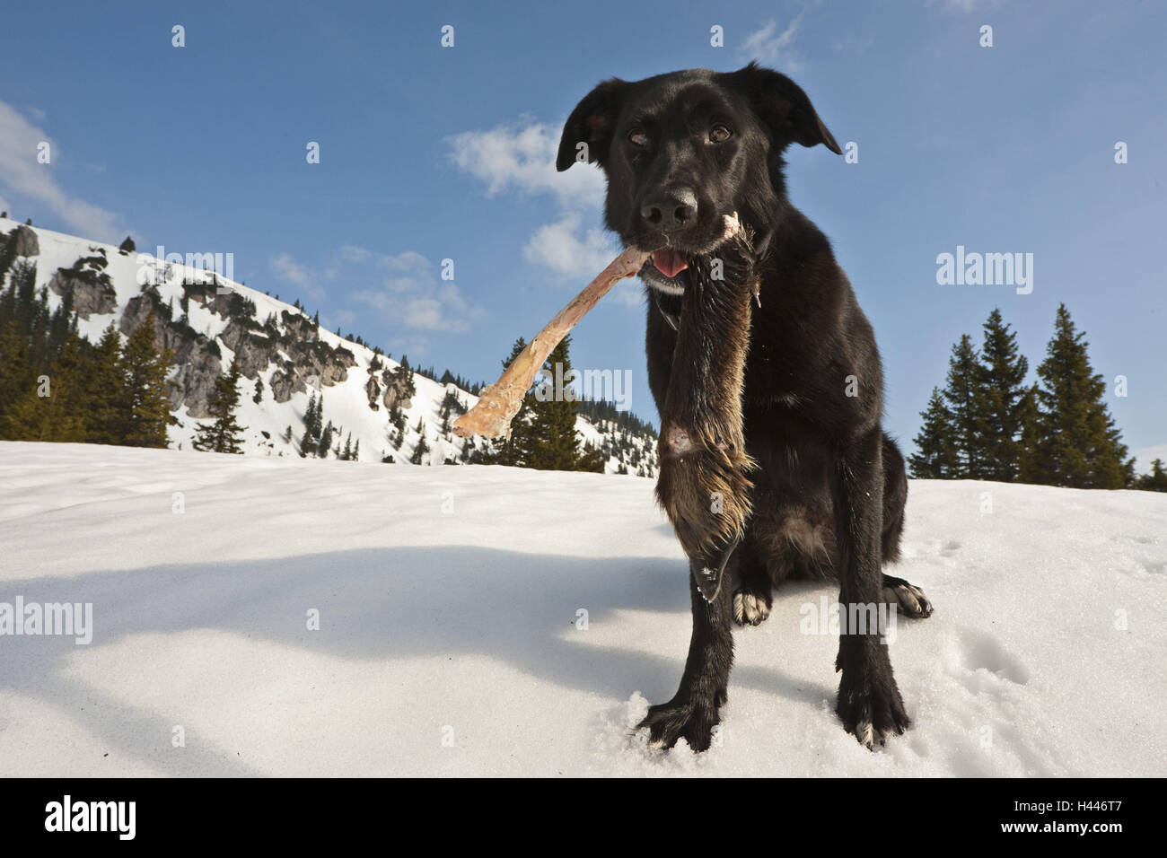 Austria, Lower Austria, Rax, dog, mouth, animal bone, bone, winter, Stock Photo