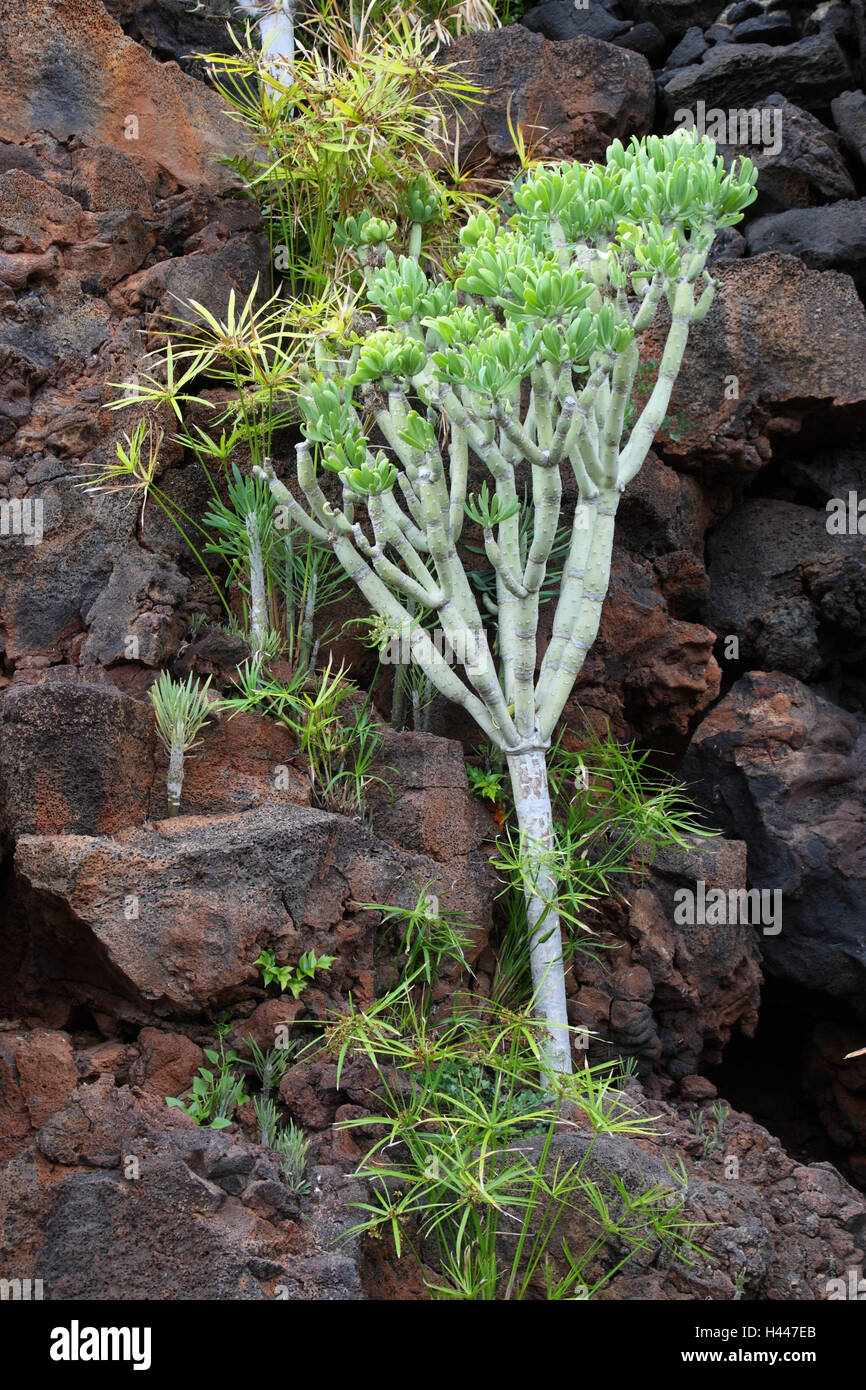 Spain, the Canaries, Lanzarote, lava rock, plants, vegetation, Stock Photo