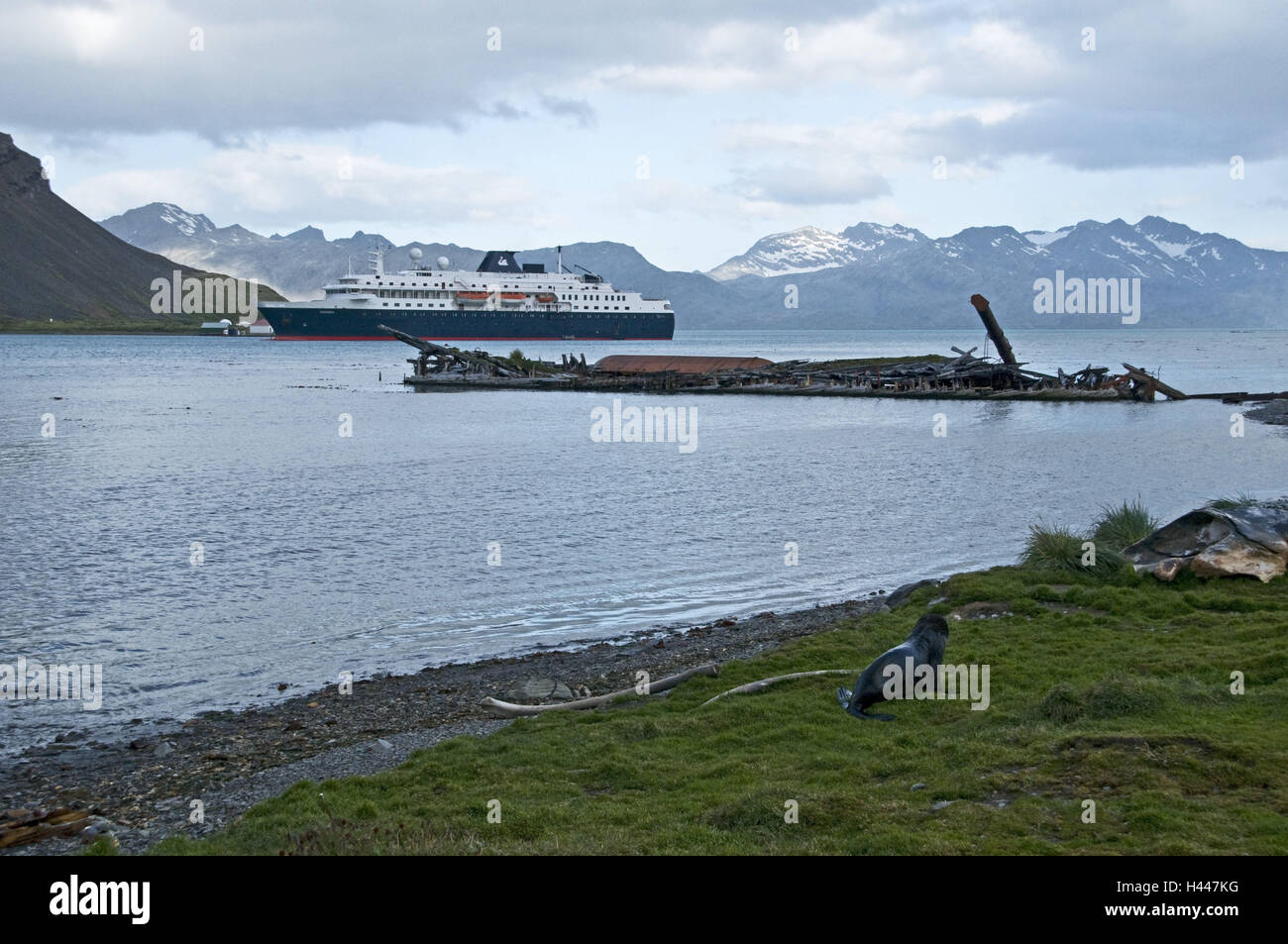 Südgeorgien, Grytviken, bay, cruise ship Minerva, Stock Photo