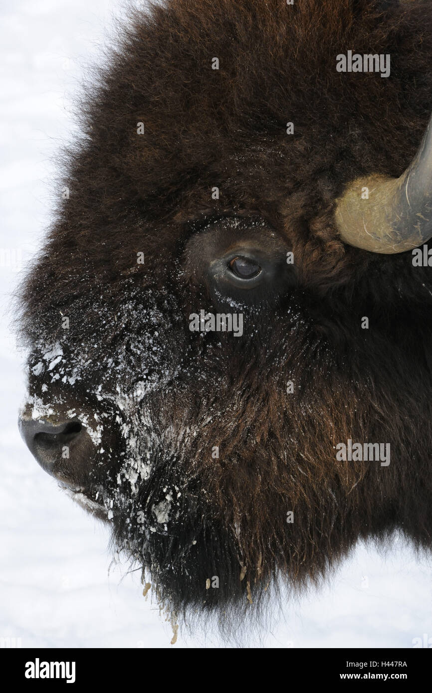 Bison, bison bison, winter Stock Photo - Alamy