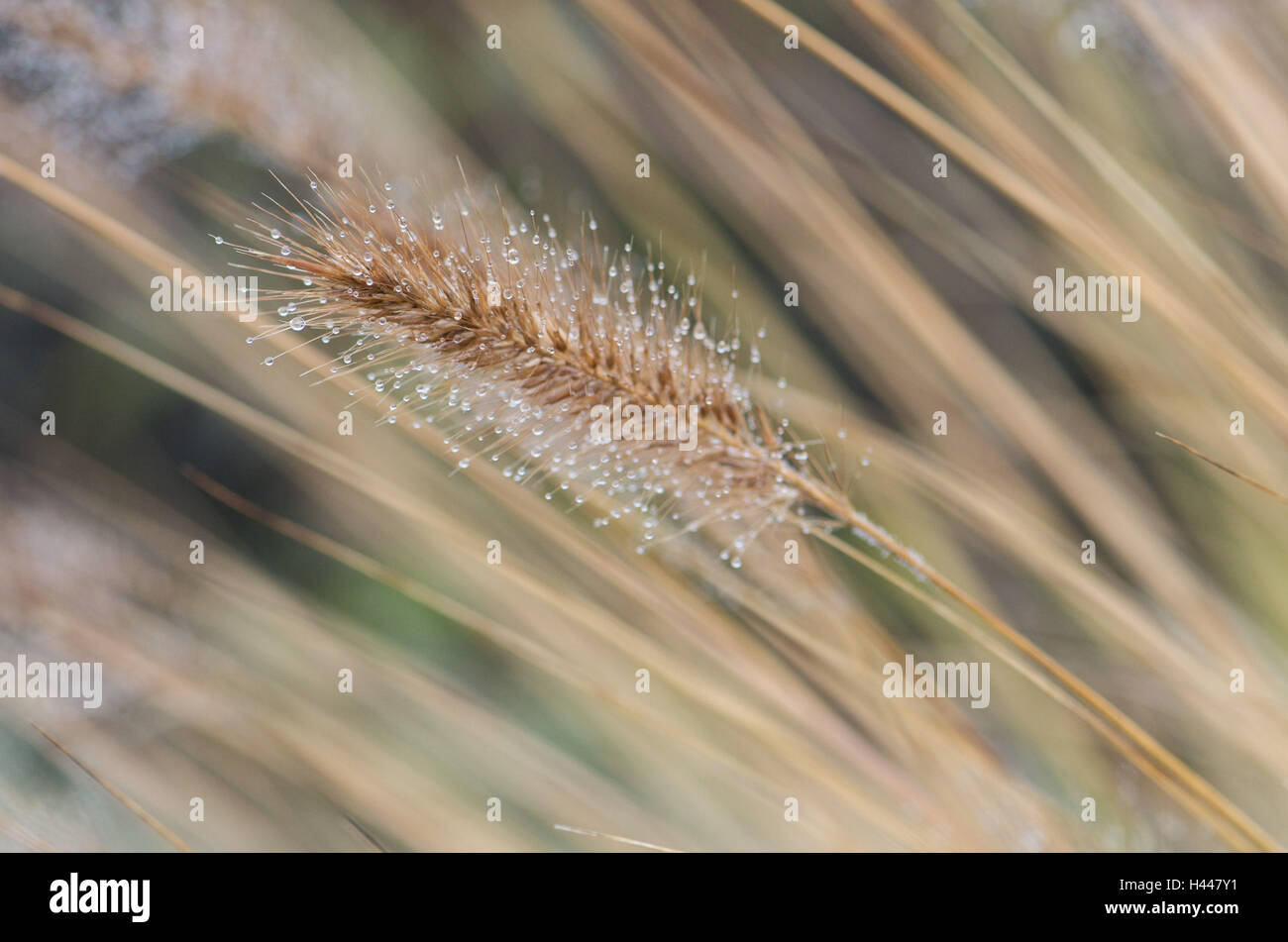 Chinese fountaingrass, tuft, peaks, dewdrops, close-up, Stock Photo