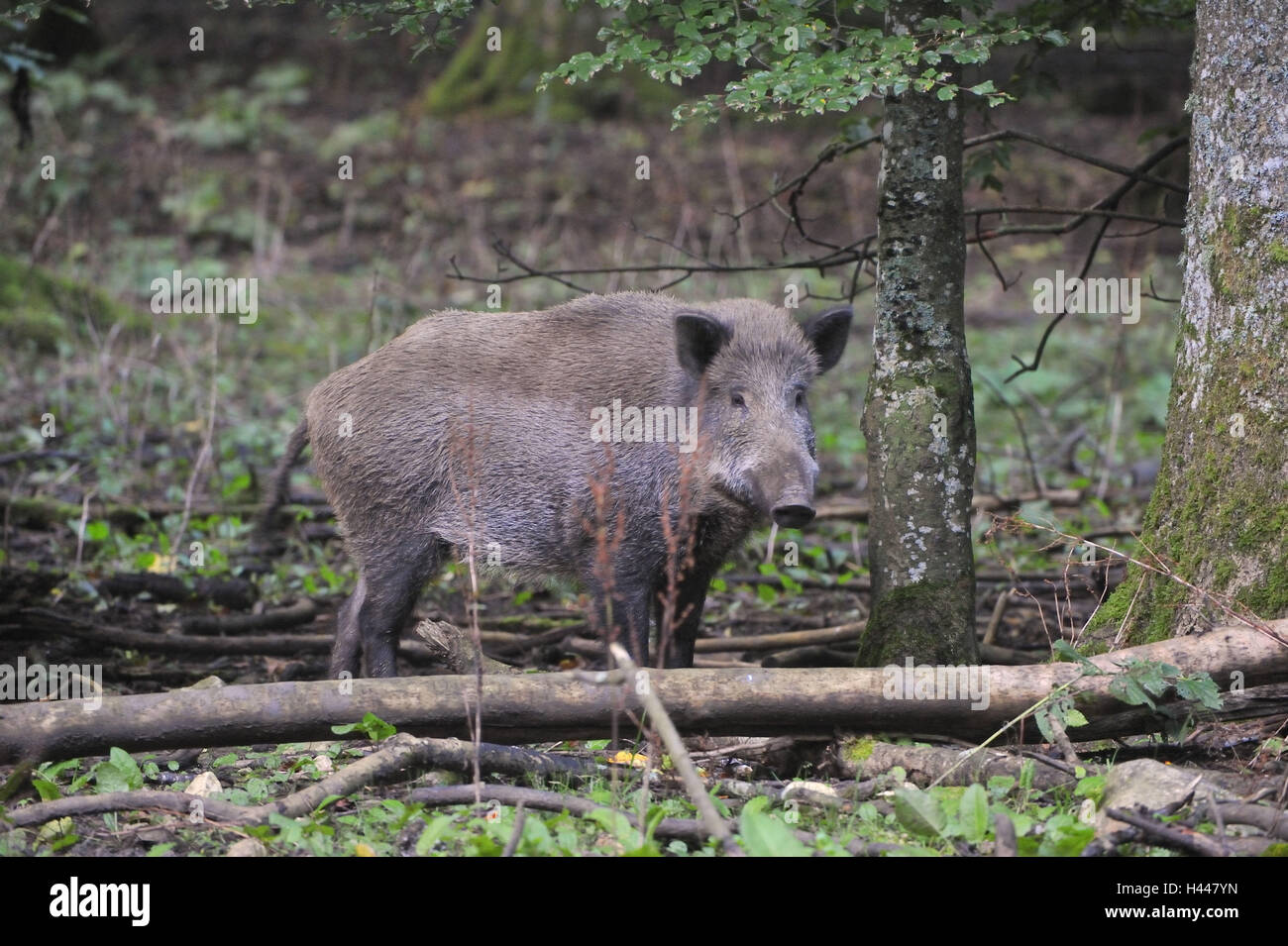 Wild boar, Sus scrofa, Stock Photo