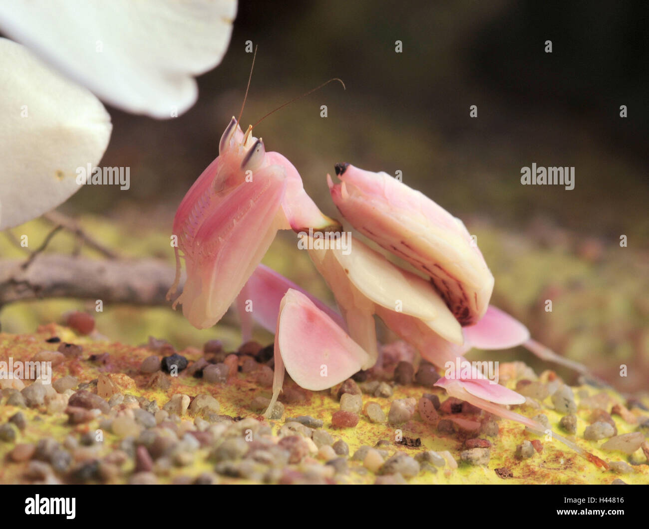 Praying mantis, orchid mantis, attack position Stock Photo Alamy