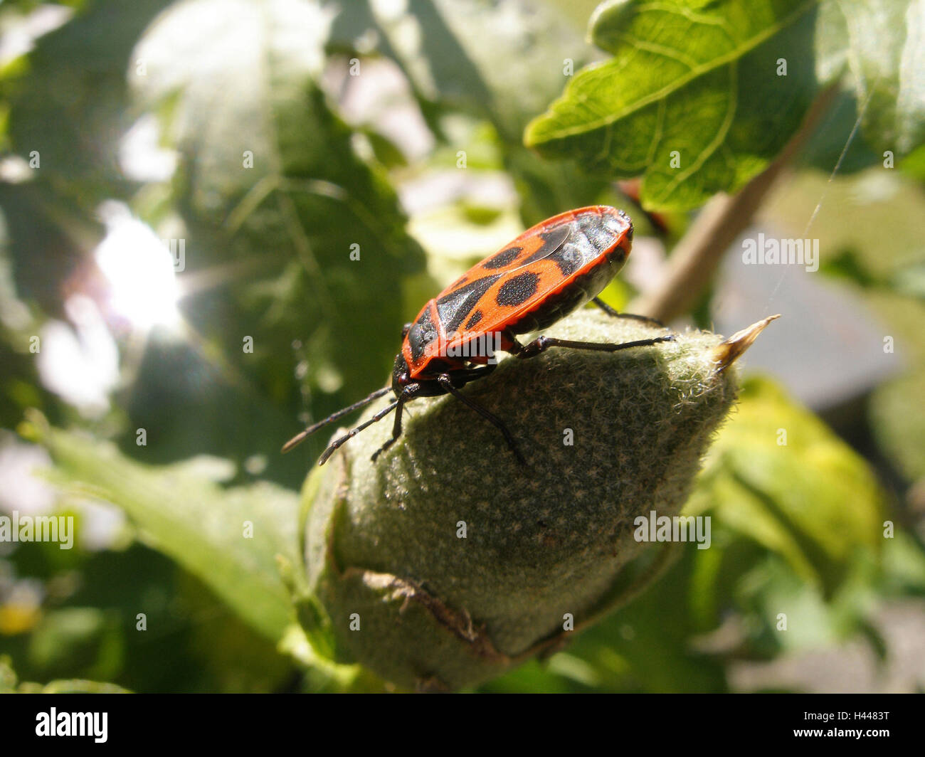 Common fire bug on bud, Stock Photo