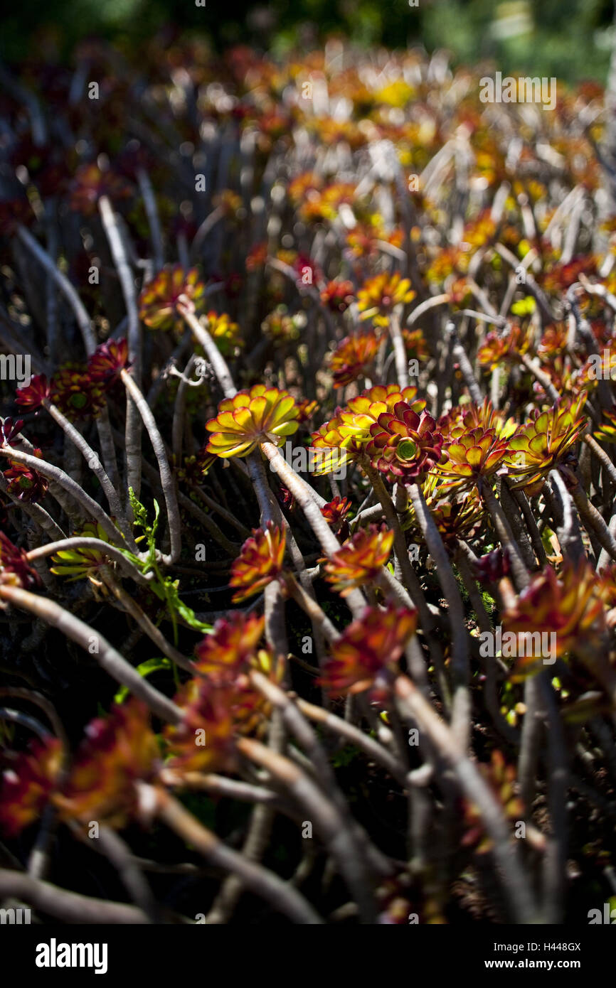 red leaves of Aeonium arboreum atropurpureum Stock Photo - Alamy