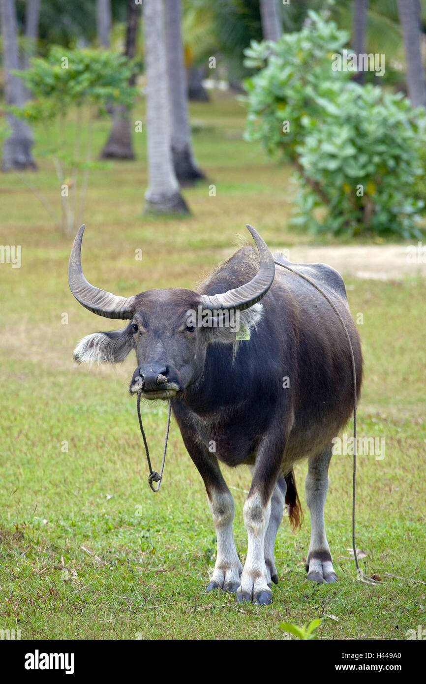 Thailand, island Phuket, palms, water buffaloes, Stock Photo