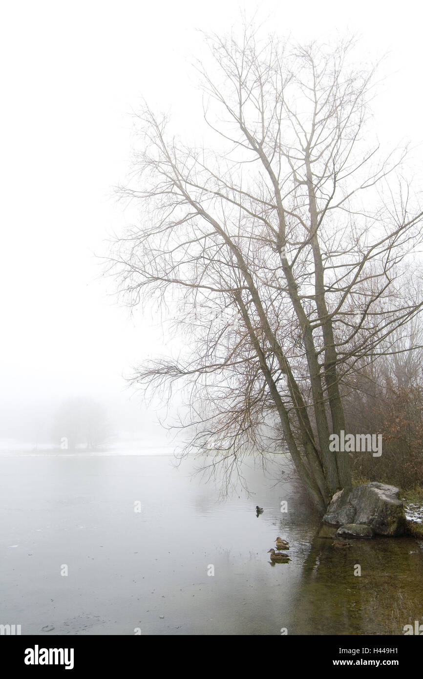 Lake, fog, duck, shore, rock, trees, winters, Stock Photo