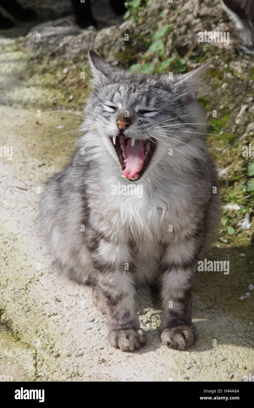 Cats, long hair, grey, striped, yawn, sit, animals, mammals, pets, small cats, Felidae, facial play, mouth, openly, cogs, bite, fatigue, humor, wittily, 'laugh', medium-length hair, half long-haired cat, domesticates, house cat, without Lord, day release prisoners, individually, only, stray, street cat, outside, wayside, Spain, Stock Photo