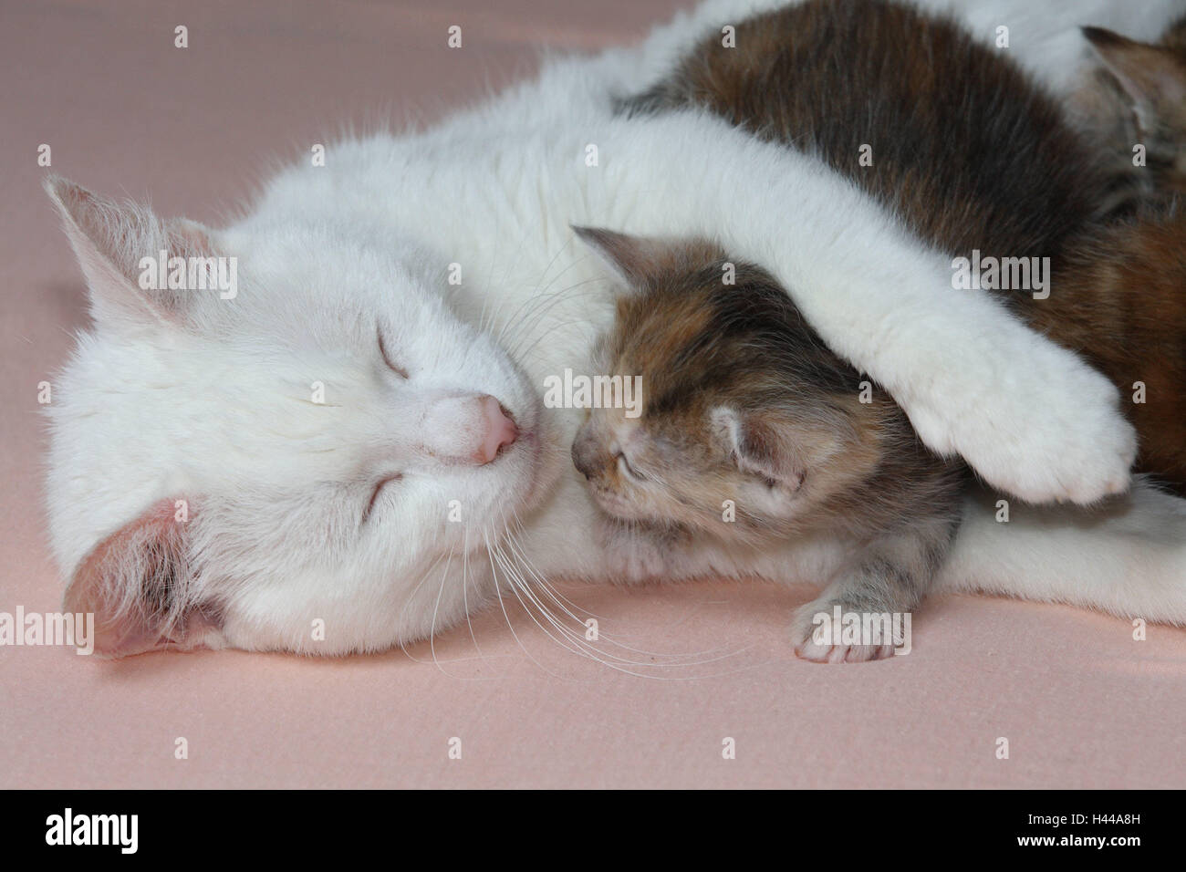 mother cat, lie, stick, kittens, creep, portrait, Stock Photo