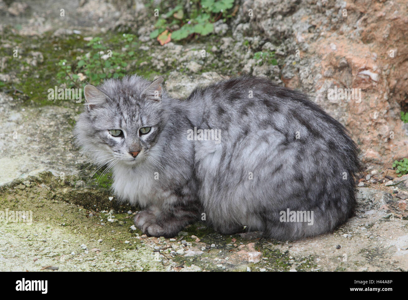 Cats, long hair, grey, striped, crouch, animals, mammals, pets, small cats, Felidae, medium-length hair, half long-haired cat, domesticates, house cat, without Lord, day release prisoners, individually, only, stray, street cat, outside, wayside, Spain, Stock Photo