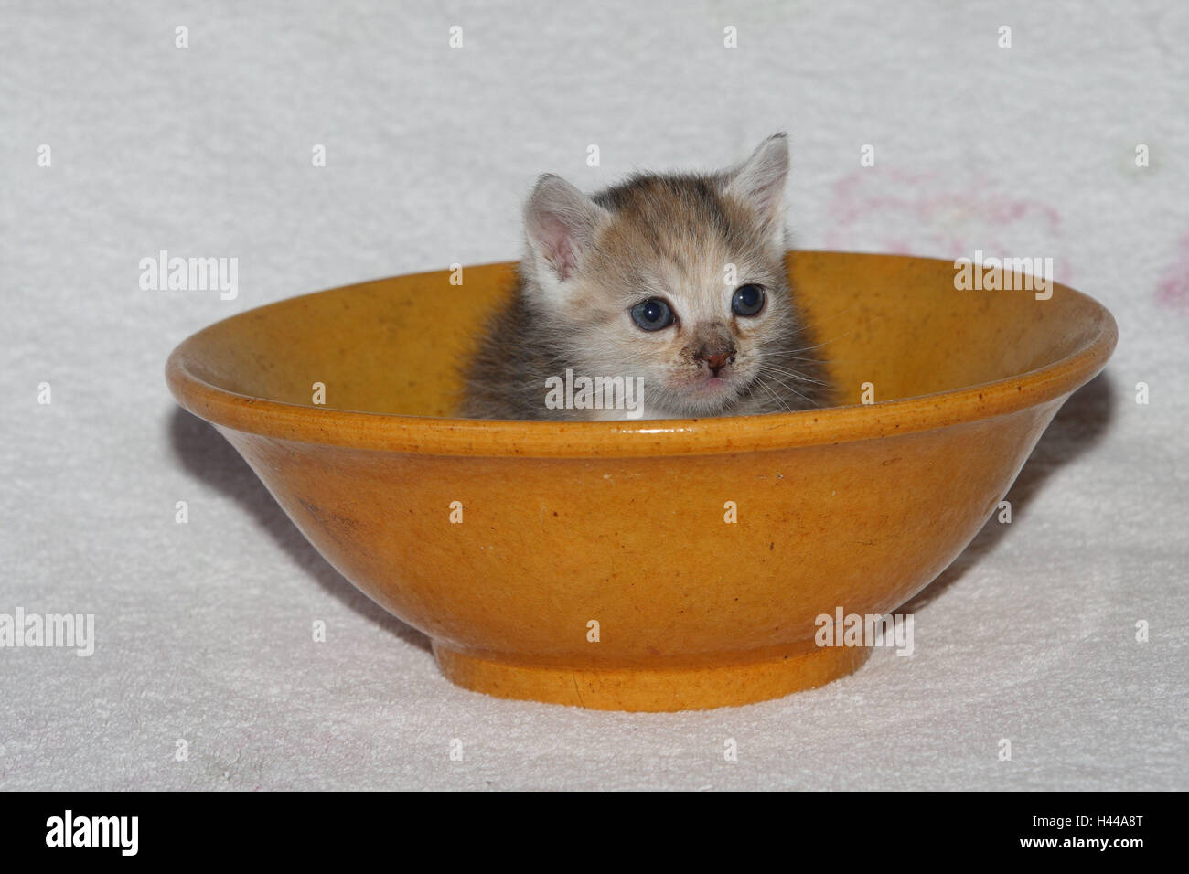 Plates, cat, young, sit, bed, animals, mammals, pets, small cats, Felidae, domesticates, house cat, young animal, kitten, yellow, small, awkward, clumsy, creep, creep, curiosity, hiding place, play, hide, sweetly, individually, only, striped, bowl, peel, young animals, animal baby, inside, Stock Photo