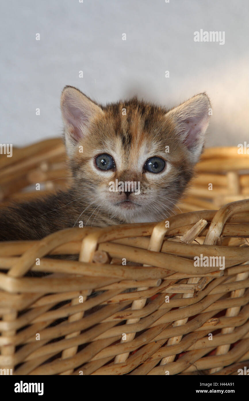 Basket, cat, young, hervorblicken, animals, mammals, pets, small cats, Felidae, domesticates, house cat, young animal, kitten, small, awkward, clumsy, curiosity, hiding place, play, sit, hide, sweetly, individually, all alone, striped, basket, hervorschauen, hervorlugen, animal portrait, cat's portrait, young animals, animal baby, inside, Stock Photo