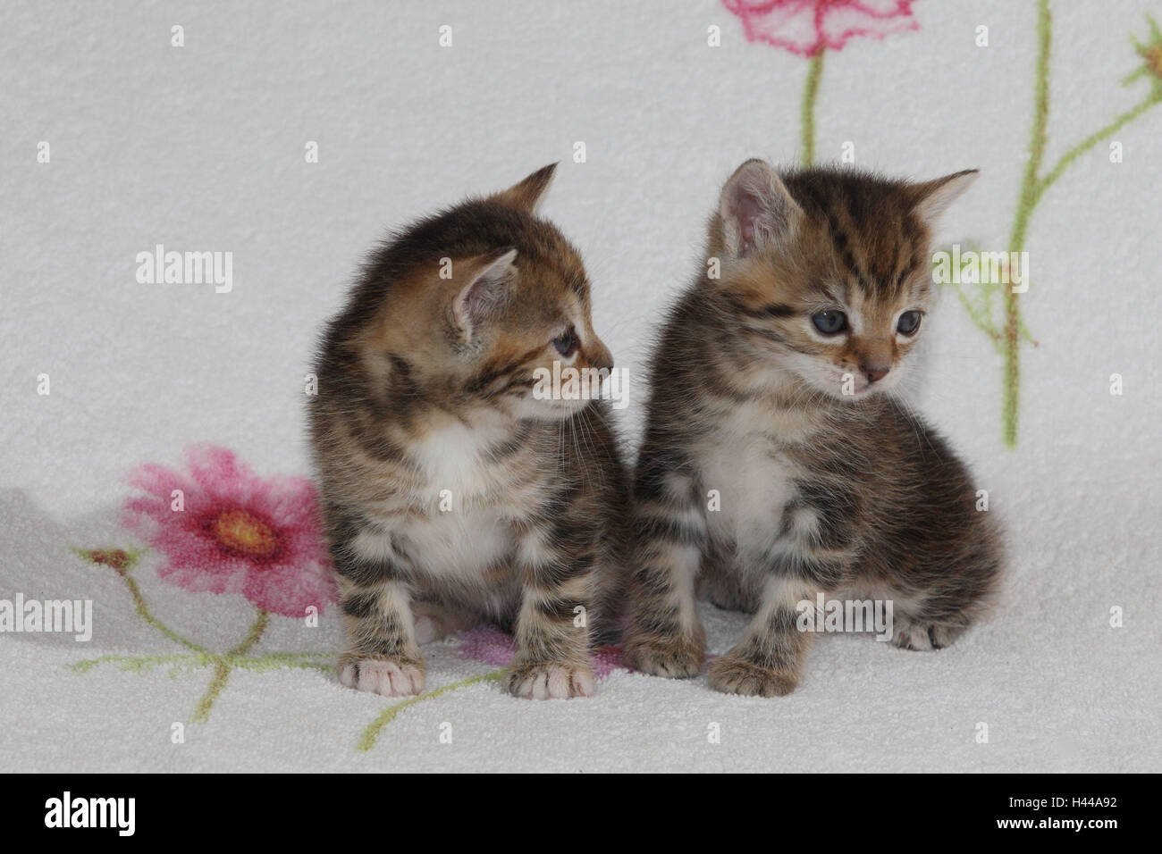 Cats, young, sit, together, bed, animals, mammals, pets, small cats, Felidae, domesticates, house cat, young animal, kitten, two, siblings, small, awkward, clumsy, sweetly, side by side, striped, cohesion, love, suture, togetherness, young animals, animal babies, inside, Stock Photo