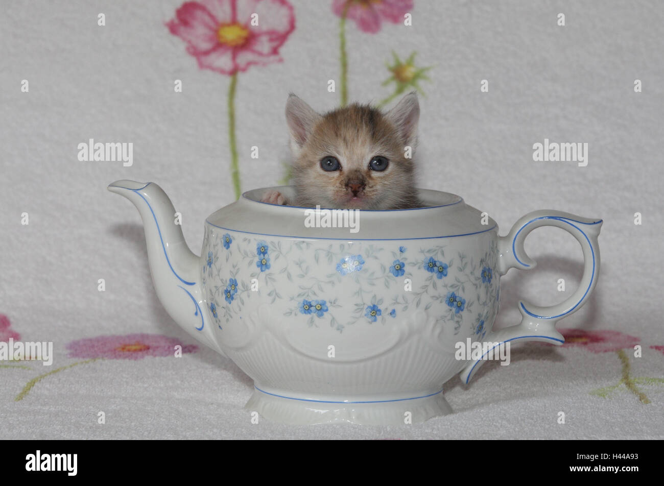 Teapot, cat, young, peeking, Stock Photo