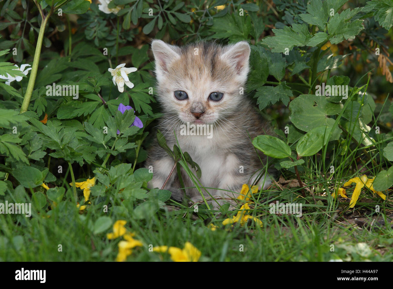 Cat, young, sit, meadow, garden, animals, mammals, pets, small cats, Felidae, domesticates, house cat, young animal, kitten, small, awkward, clumsy, helplessly, sweetly, play, curiosity, flowers, hervorschauen, plants, individually, alone, young animals, animal baby, nature, outside, Stock Photo