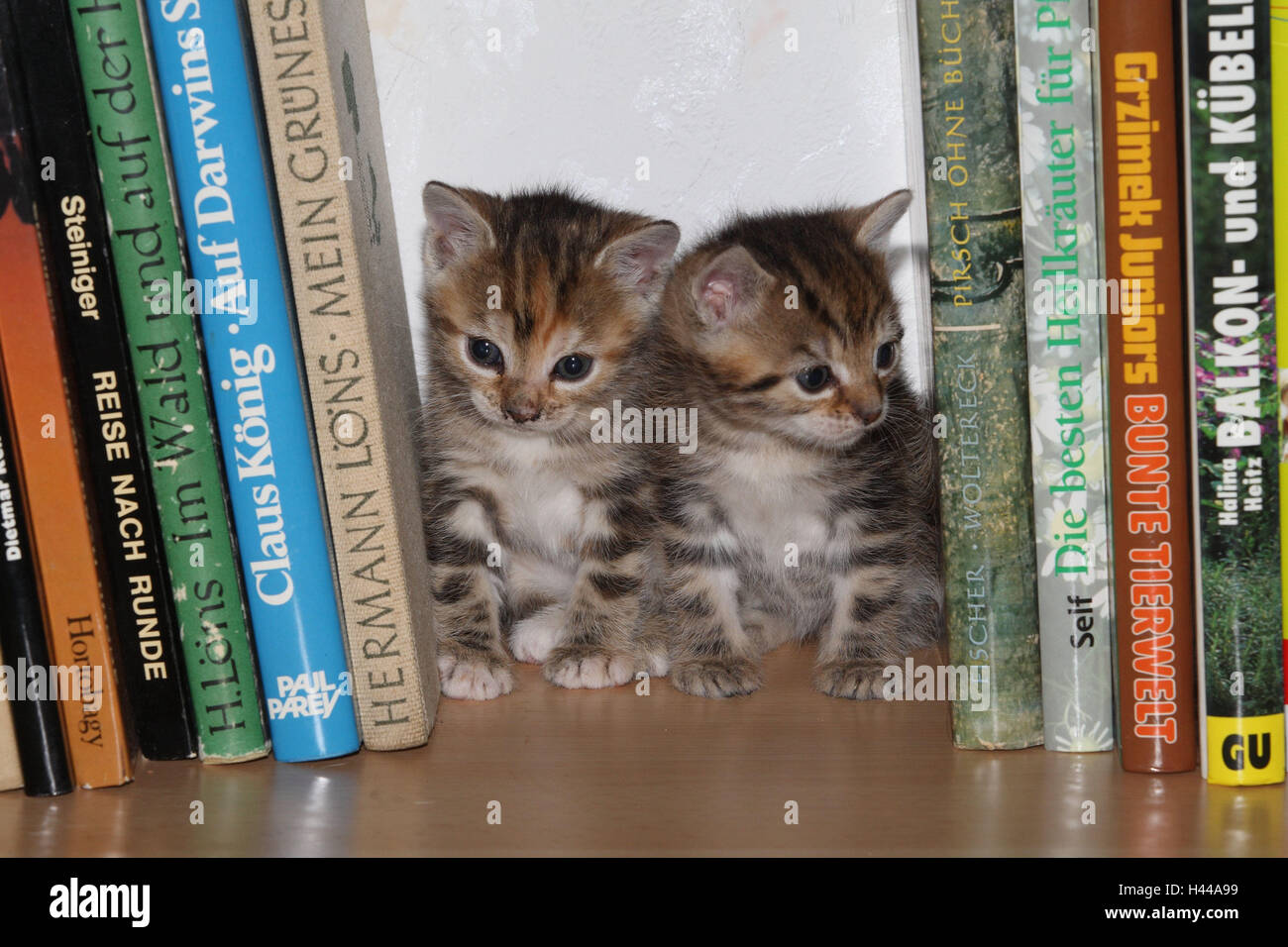 Shelf, cats, young, hide, books, bookshelf, animals, mammals, pets, small cats, Felidae, domesticates, house cat, young animal, kitten, two, siblings, small, awkward, clumsy, sweetly, striped, cohesion, love, suture, togetherness, young animals, animal babies, curiosity, hiding place, play, together, young animals, animal baby, inside, Stock Photo
