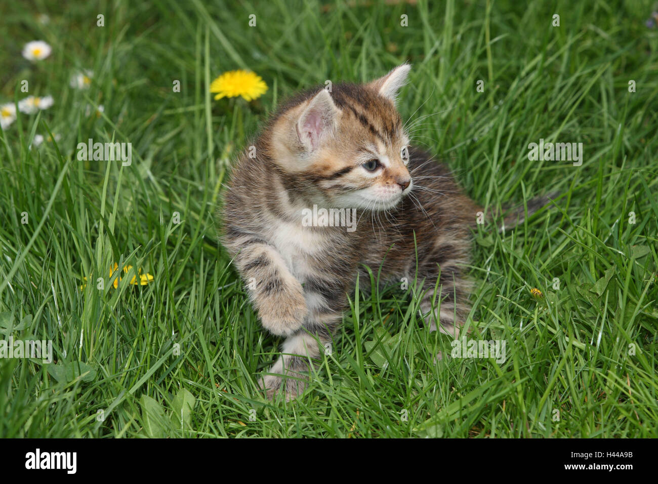 Cat, young, run, meadow, garden, animals, mammals, pets, small cats, Felidae, domesticates, house cat, young animal, kitten, small, awkward, clumsy, helplessly, sweetly, striped, look around, play curiosity, plants, individually, alone, young animals, animal baby, nature, outside, Stock Photo