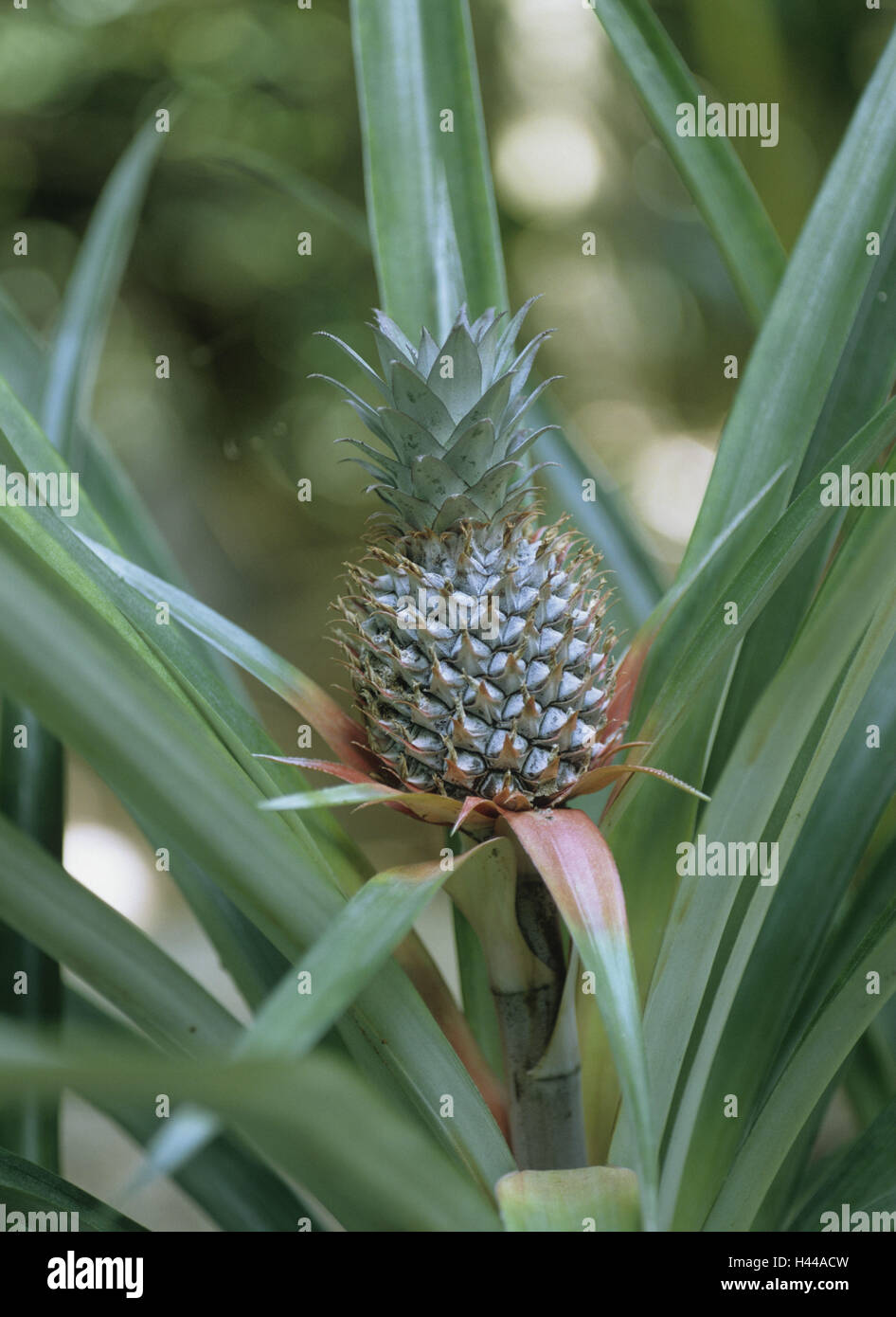 Pineapple, pineapple comosus, shrub, fruit, detail Stock Photo Alamy