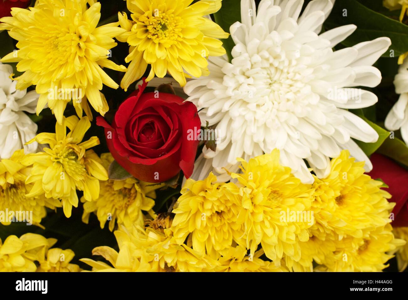 Red rose yellow spider chrysanthemum and white chrysanthemum flower mixed Stock Photo