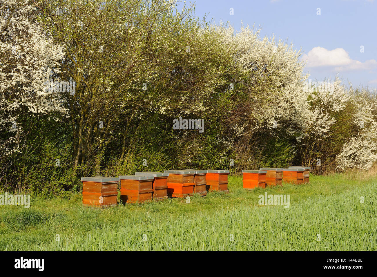 Beekeeping, Stock Photo