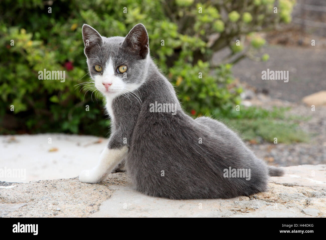 House cat, sit, look around Stock Photo Alamy