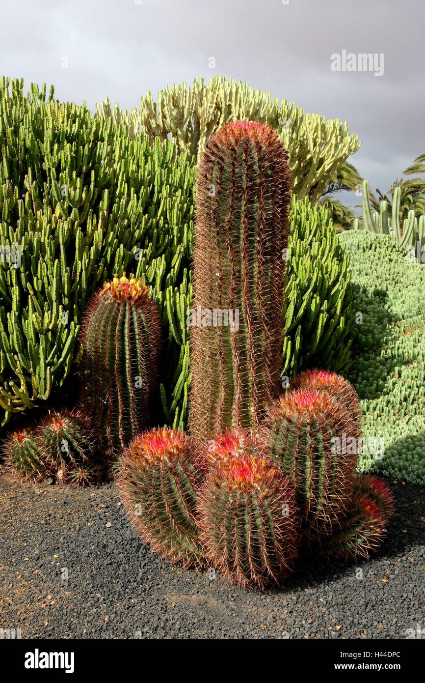leninghausii cactus #11C Cactus Parodia Leninghausii Golden Ball main image 0
