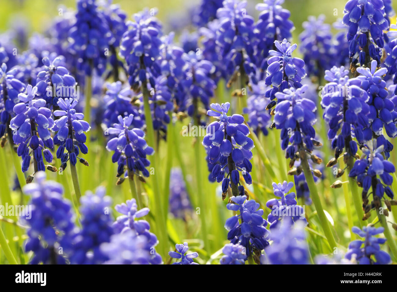 Grape hyacinths, Muscari botryoides, Stock Photo