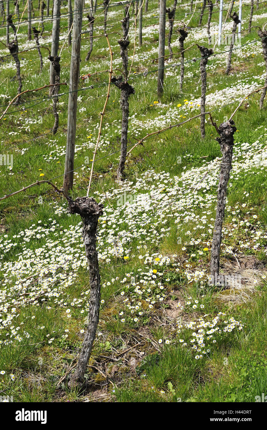Vines in vineyard with daisy, Bellis perennis, Stock Photo