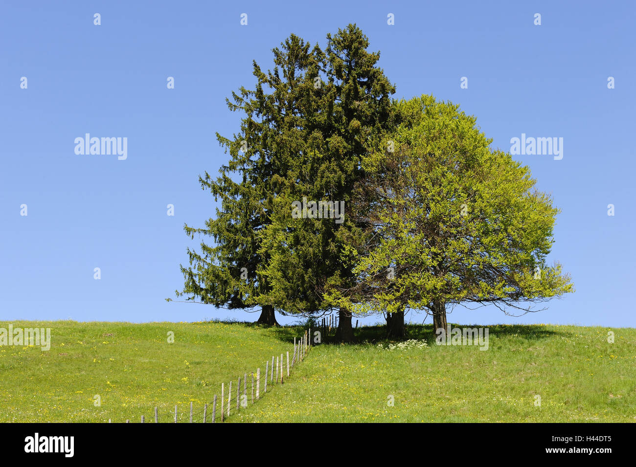 Meadow, fence, firs, copper beech, Stock Photo