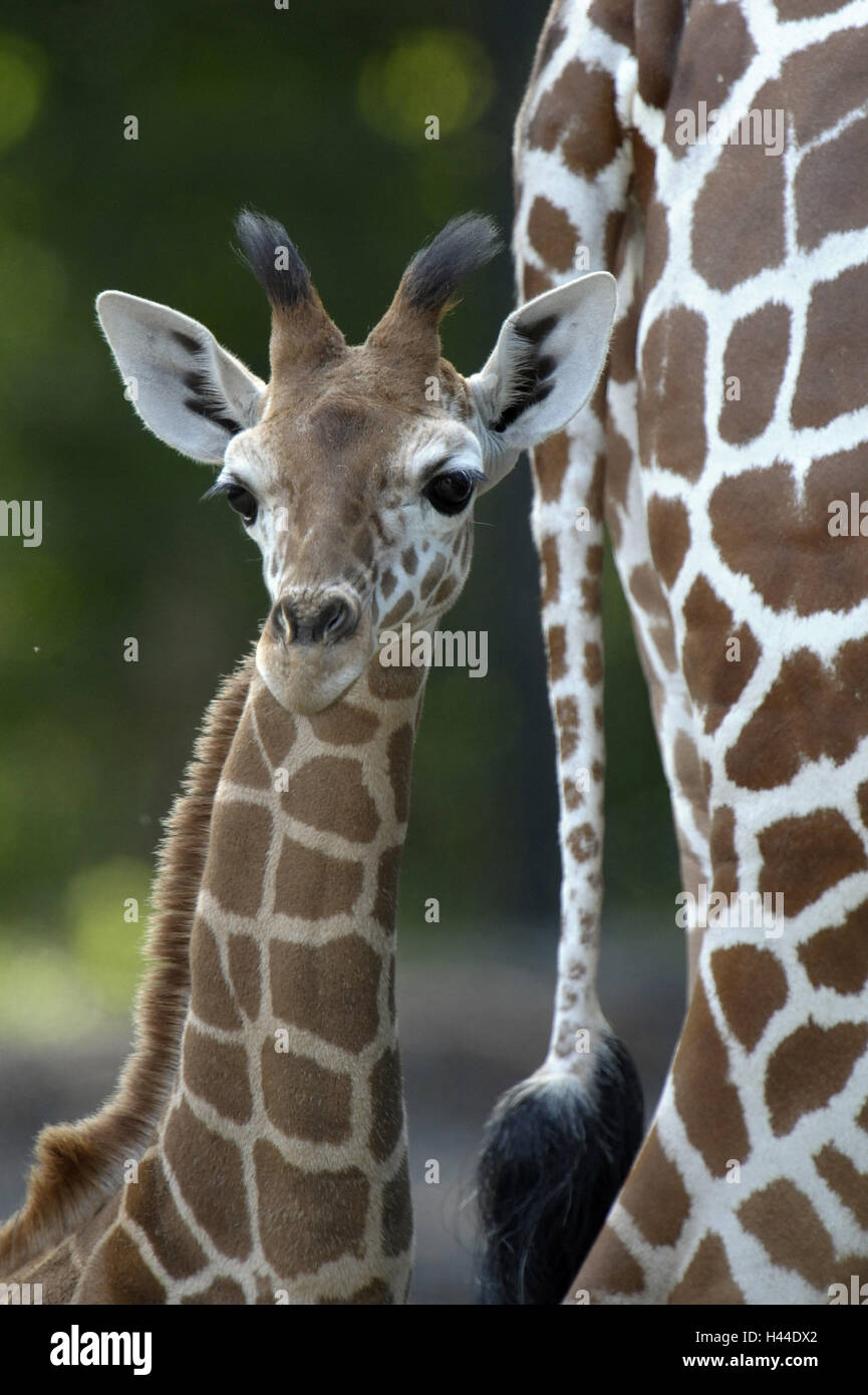 Network giraffe, Giraffa camelopardalis reticulata, young animal, portrait, Stock Photo