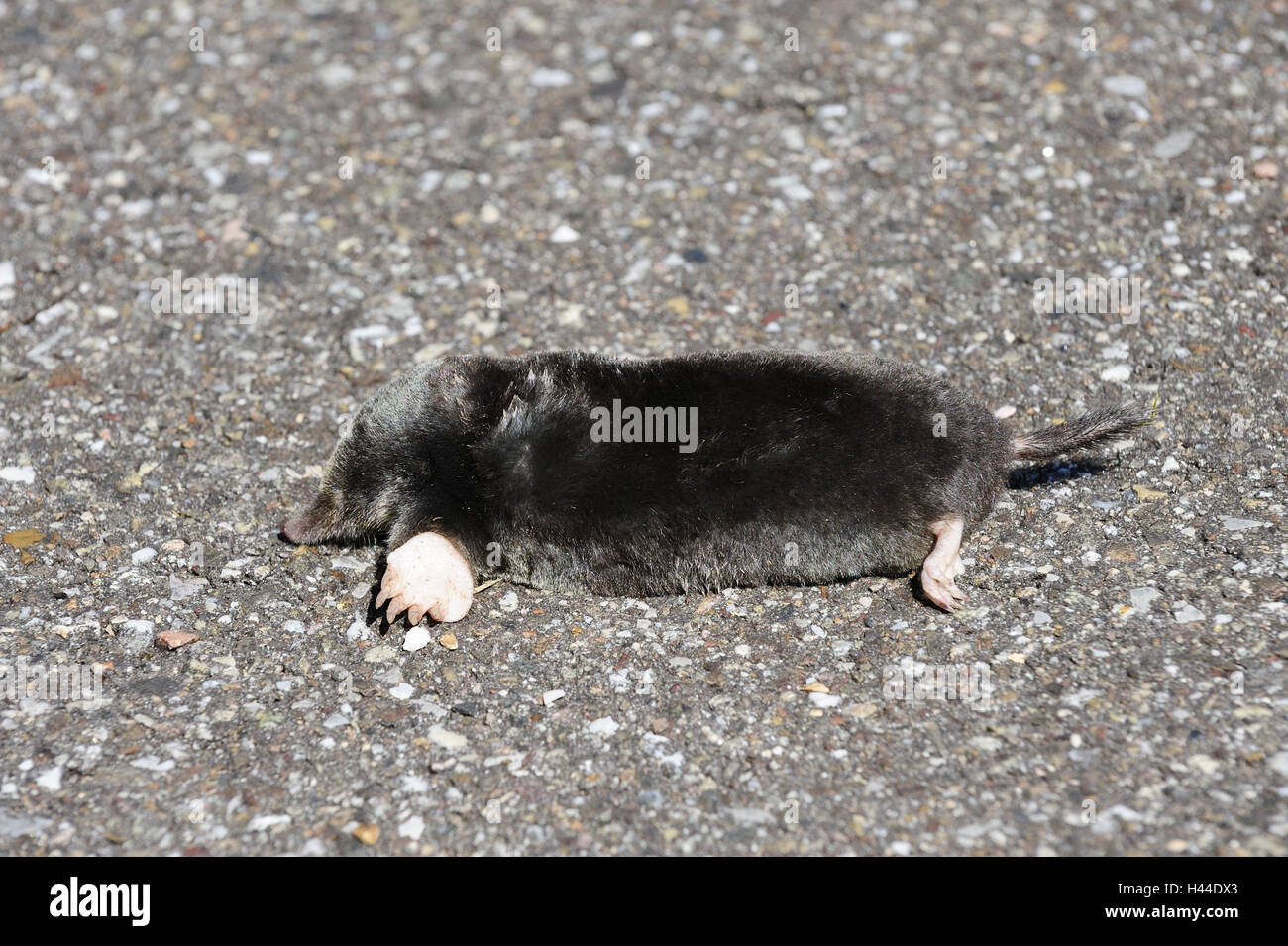 Mole, Talpa europaea, deadly, Stock Photo