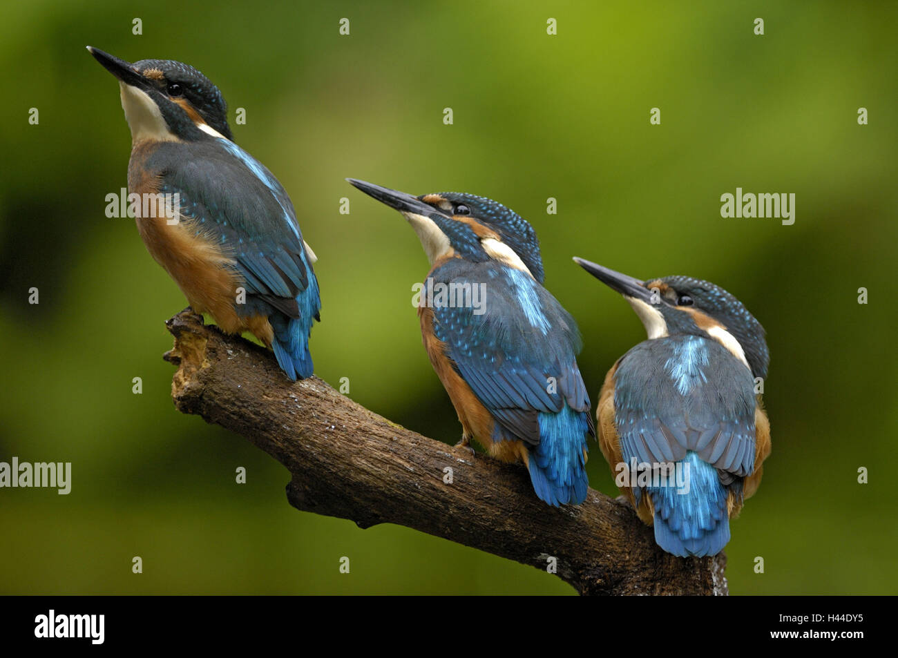 Kingfishers, Alcedo atthis, three, Stock Photo