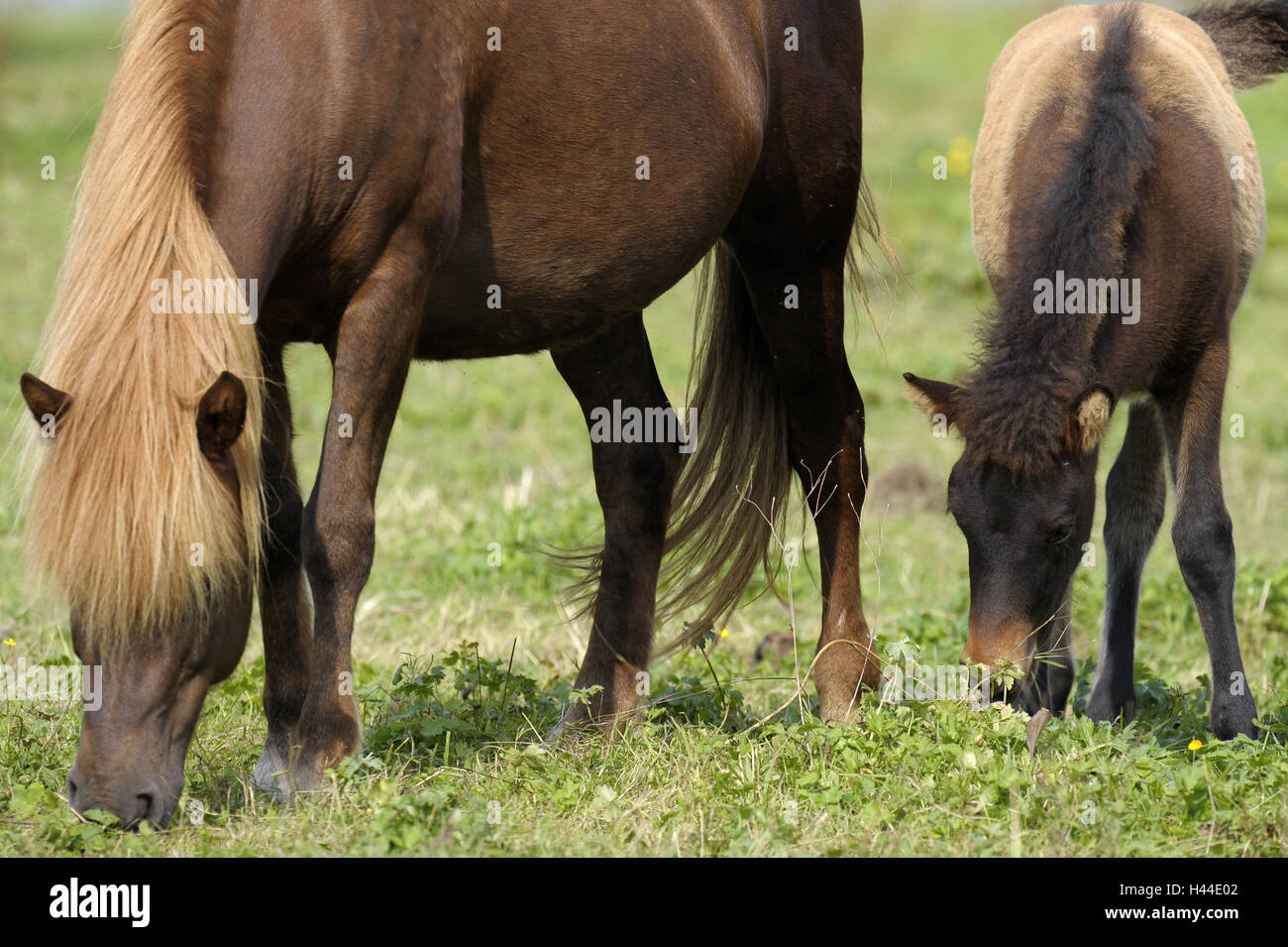 Iceland horses, foals, graze, Stock Photo