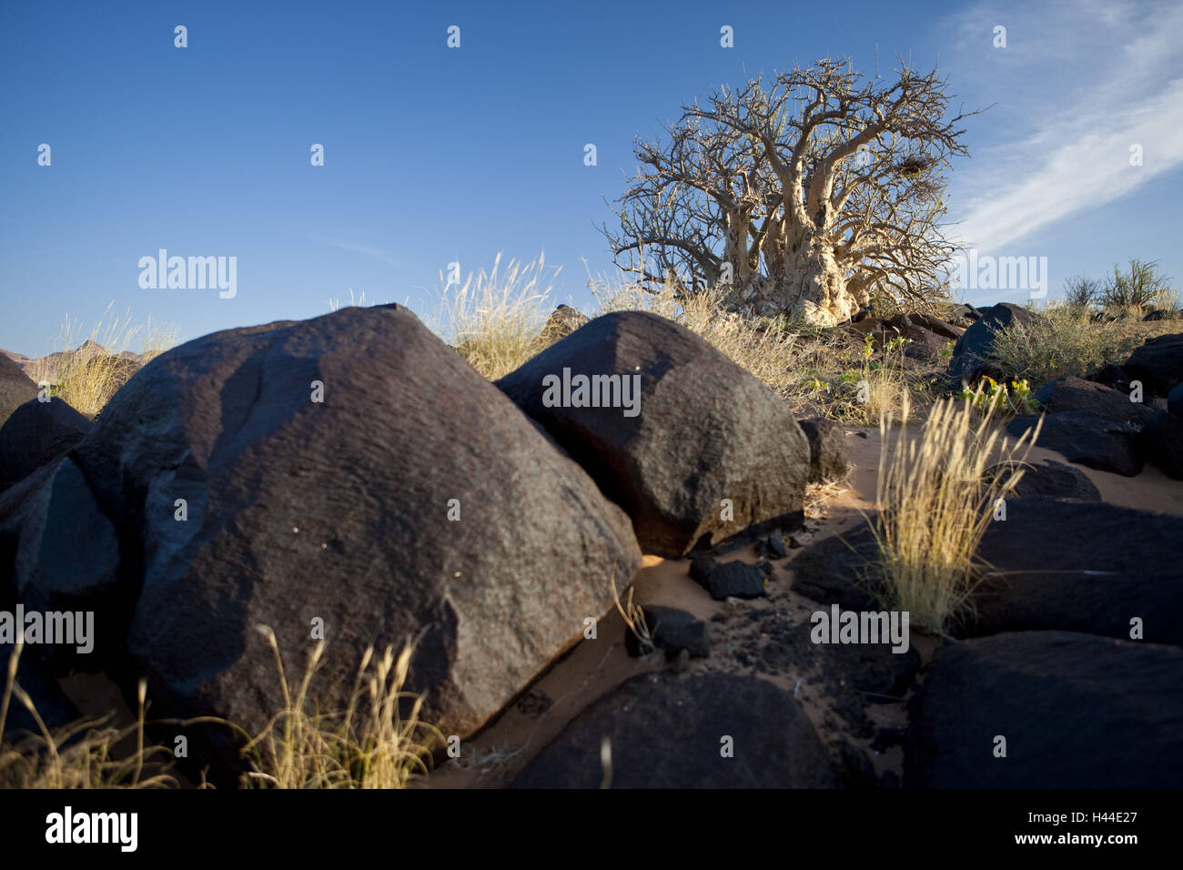 Africa, Namibia, region Kunene, Erongo, Damaraland, Huab, dry river, ephemeral, stones, grass, balm tree, Commiphora, Stock Photo