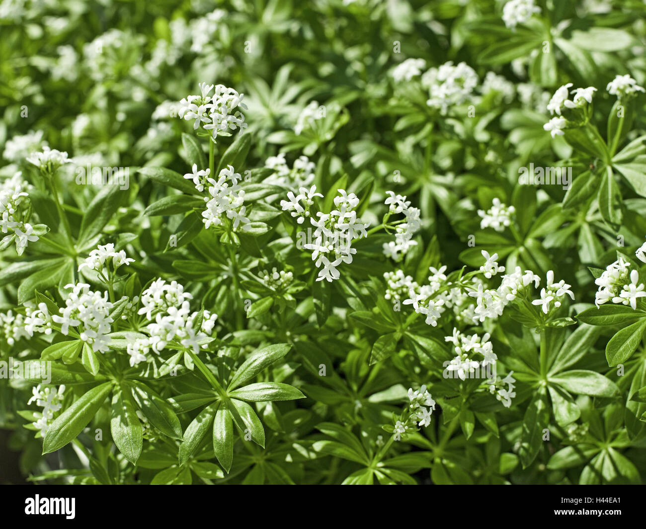 Woodruff, Galium odoratum, close-up, Stock Photo
