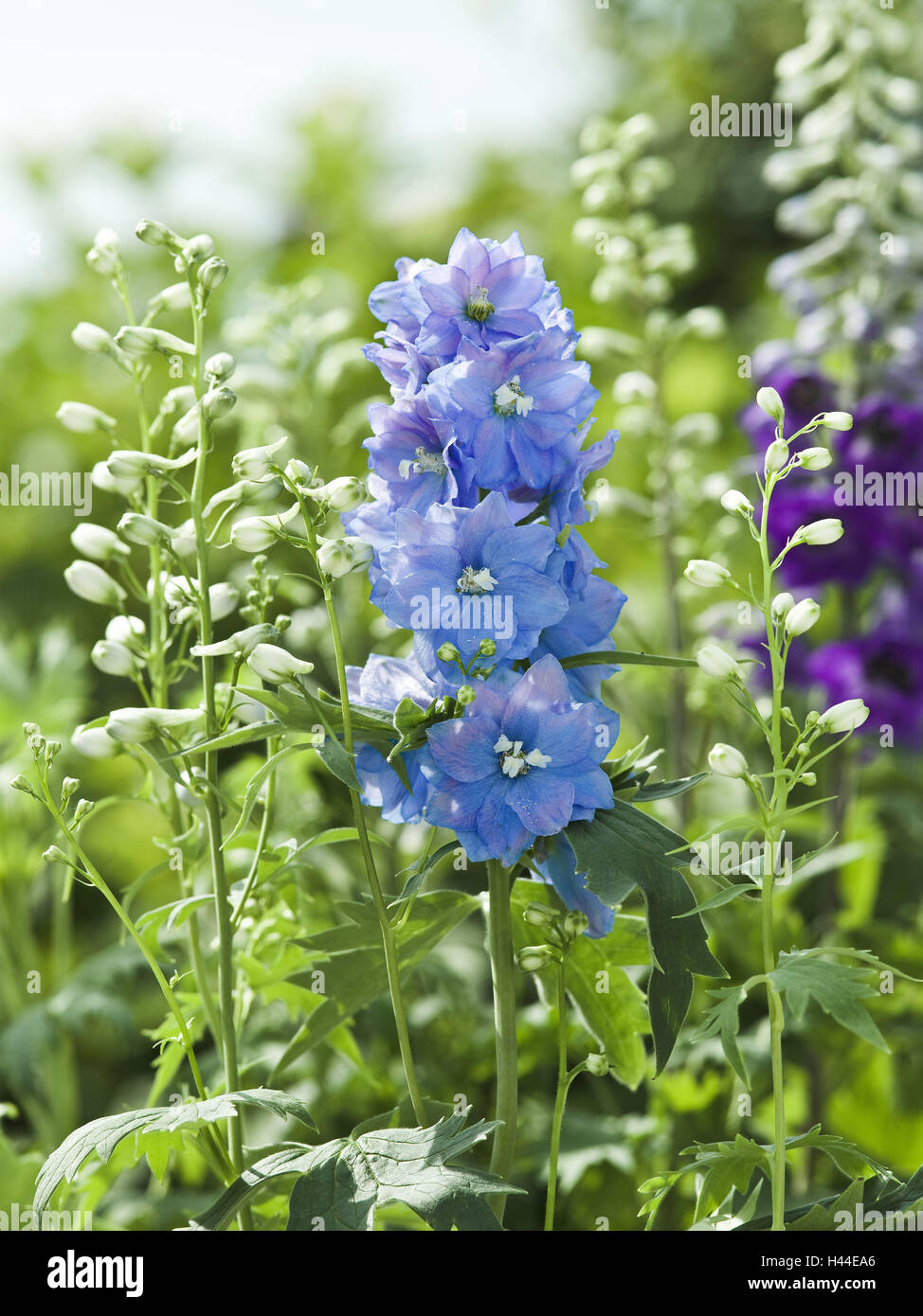 Garden, candle larkspur, Elatum hybrids Stock Photo Alamy