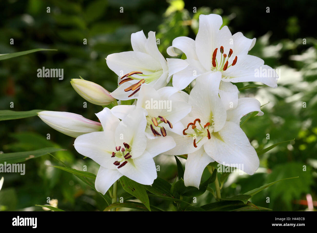 Splendour lily, blossoms, white, Stock Photo