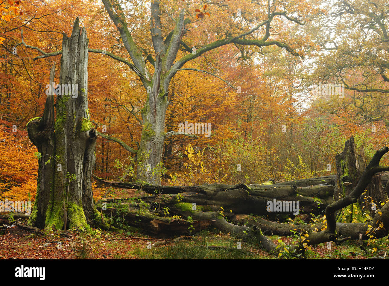 Germany, Hessen, Reinhardswald, deadwood in near-natural mixed forest, Stock Photo