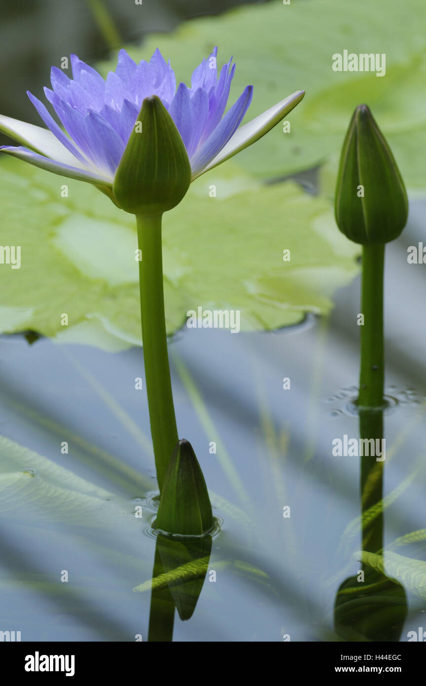 Nymphaea, water lily, water lily leaves, close up, blue, mauve, violet, Stock Photo