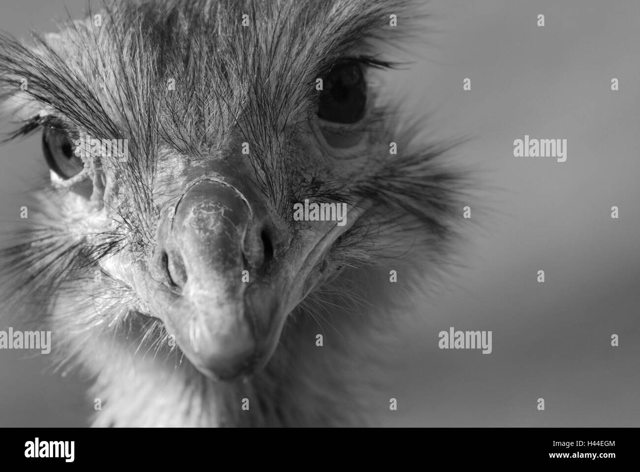 Rhea, head, medium close-up, b/w, , Stock Photo