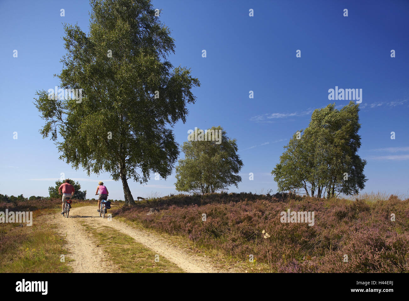 Germany, Lower Saxony, Lüneburg Heath, heath path, cyclists, Stock Photo