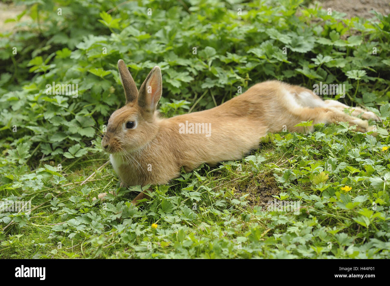 Rabbits, meadow, lie Stock Photo Alamy