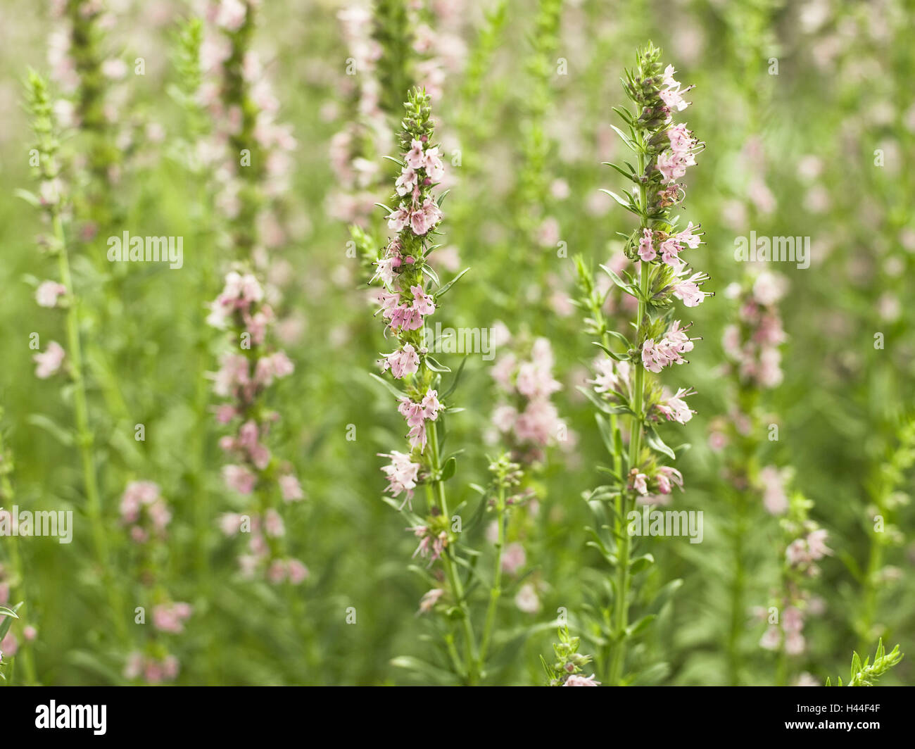 Real thyme, Thymus vulgaris, blossom, blossom mint family, Lamiaceae, garden, thyme, spice