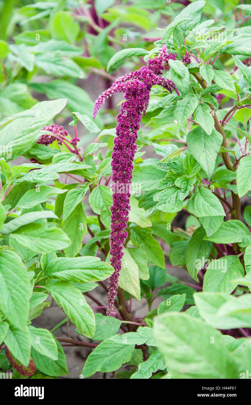 Amaranth is one of the family Amaranthaceae Stock Photo